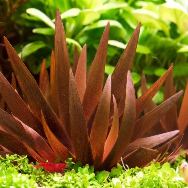 trowel with plastic sleeve trowel with plastic sleeve