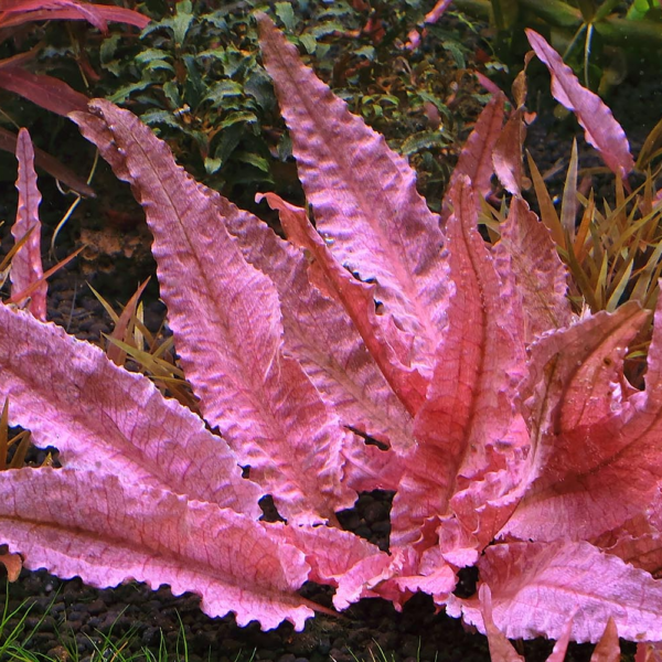 cryptocoryne flamingo