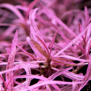 xyris sp red (نسخة) xyris sp red (نسخة)