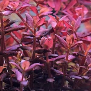 hygrophila sp chai (نسخة) hygrophila sp chai (نسخة)