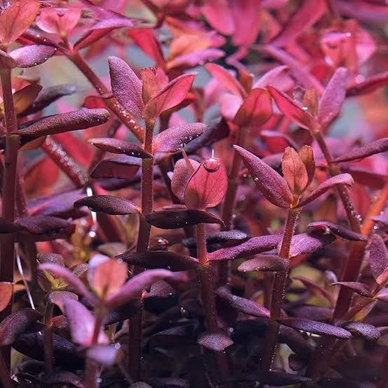 hygrophila sp chai (نسخة) hygrophila sp chai (نسخة)