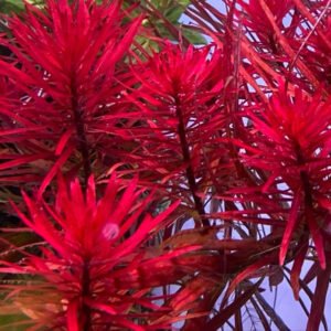 bacopa platinum ehite (نسخة) bacopa platinum ehite (نسخة)