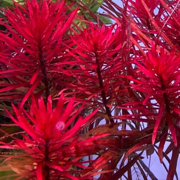 bacopa platinum ehite (نسخة) bacopa platinum ehite (نسخة)