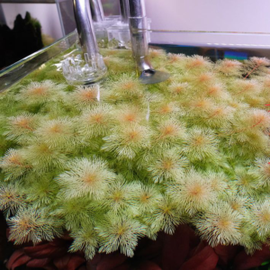 myriophyllum sp golden myriophyllum sp golden