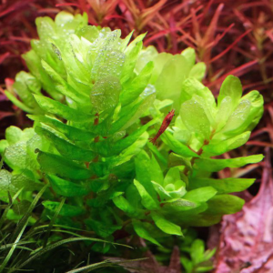 rotala tulunadensis rotala tulunadensis