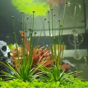 riocaulon cinereum riocaulon cinereum