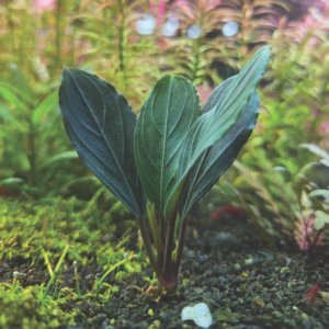 bucephalandra “ skeleton king ”
