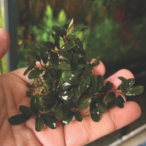 bucephalandra “ mini dark leaf ”