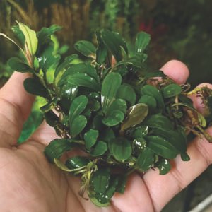 bucephalandra “ mini dark leaf ” (نسخة)