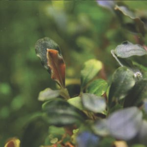 bucephalandra sp. brownie