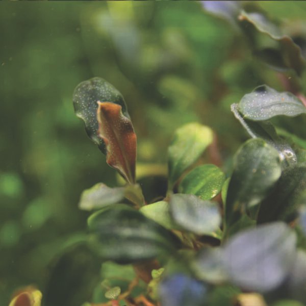 bucephalandra sp. brownie