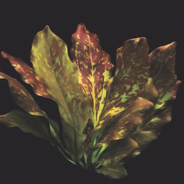 ( امازون ريد فليم ) amazon sword red flame