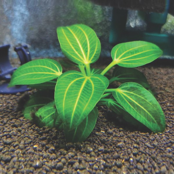 إكينودورس إيجوازو – echinodorus iguazu 2009