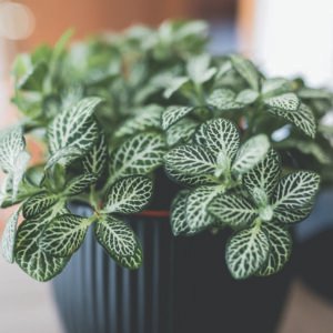 نبات فيتونيا الاخضر