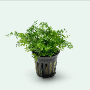 bolbitis heteroclita difformis bolbitis heteroclita difformis