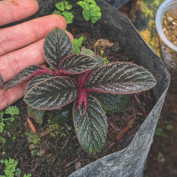 جوهرة التيراريوم النادرة acranthera sp. kapuas hulu