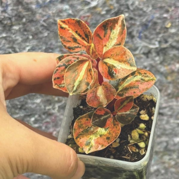 peperomia ‘metallica’ variegated peperomia ‘metallica’ variegated