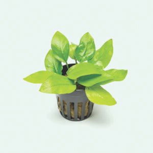 انوبياس باريتارى anubias barteri var. barteri (نسخة)