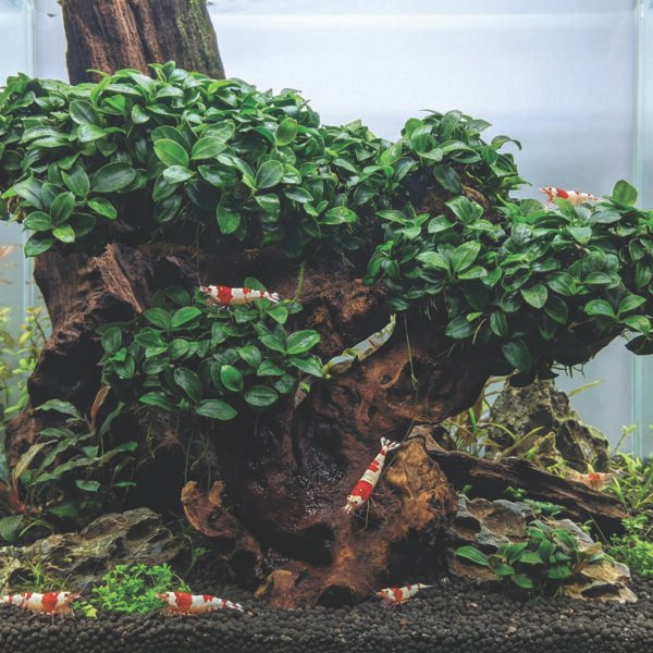 أنوبياس نانا – anubias barteri var. nana (نسخة)