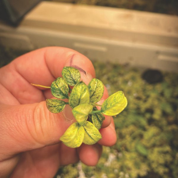 أنوبياس نانا بيتيت – anubias nana petite (نسخة)