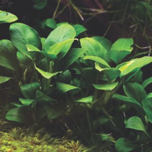 أنوبياس نانا – anubias barteri var. nana