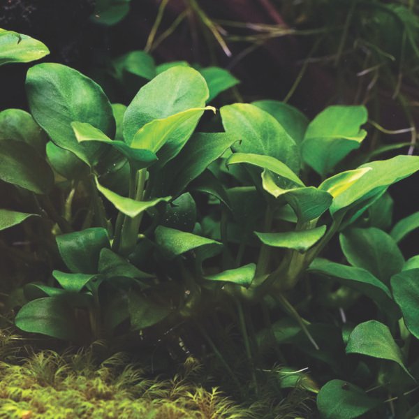 أنوبياس نانا – anubias barteri var. nana