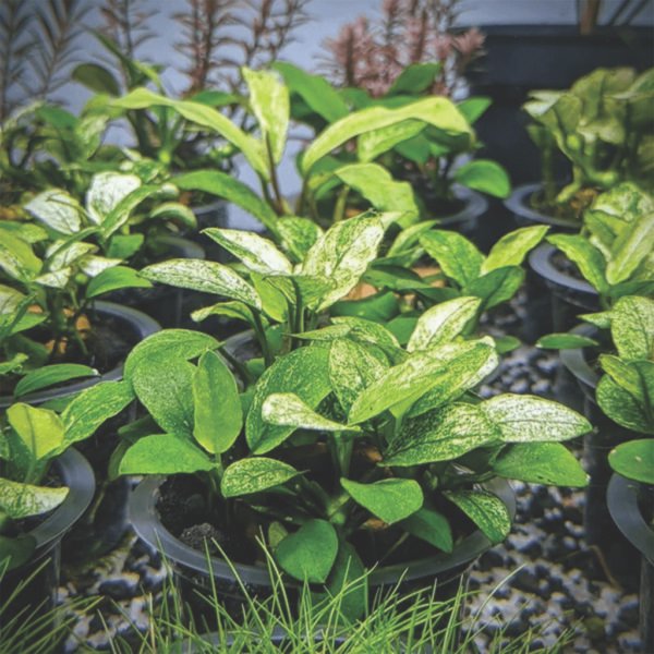 أنوبياس نانا بيتيت – anubias nana petite (نسخة)