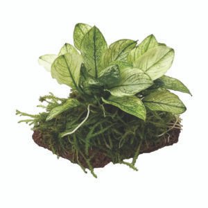 أنوبياس نانا بيتيت – anubias nana petite (نسخة)