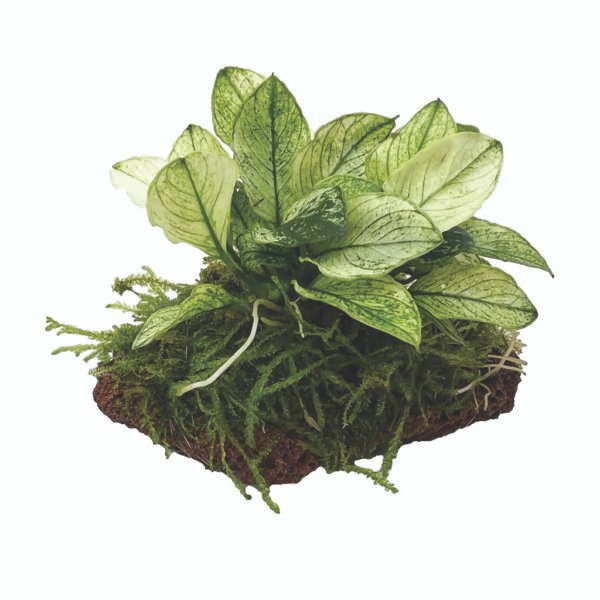 أنوبياس نانا بيتيت – anubias nana petite (نسخة)