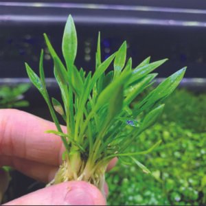 كريبتوكورين بارفا – cryptocoryne parva