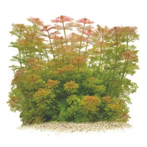 كريبتوكورين بارفا – cryptocoryne parva (نسخة)