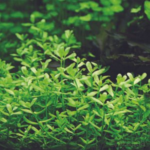 باكوبا مونيري – bacopa monnieri