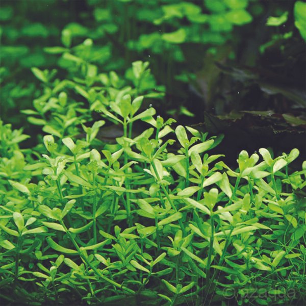 باكوبا مونيري – bacopa monnieri