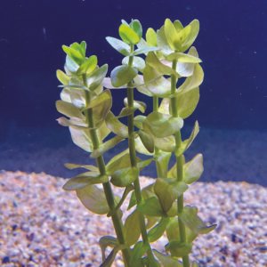 باكوبا كارولينيانا – bacopa