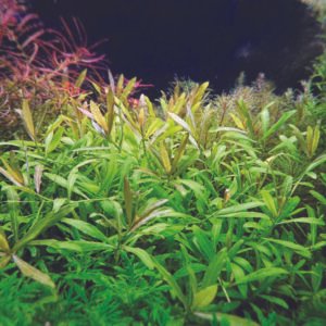 باكوبا كارولينيانا – bacopa