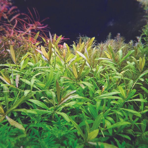 باكوبا كارولينيانا – bacopa