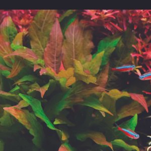 هيجروفيليا كوريمبوسا – hygrophila corymbosa