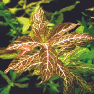 هيجروفيليا صن سِت – hygrophila ‘sunset’