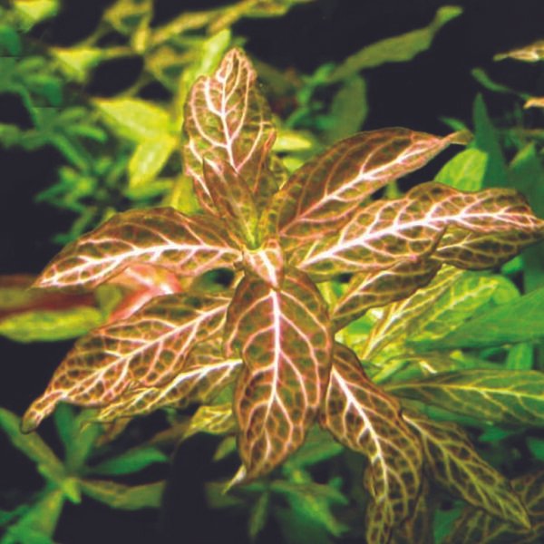 هيجروفيليا صن سِت – hygrophila ‘sunset’