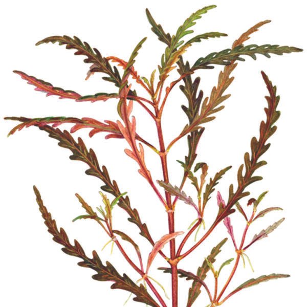 هيجروفيليا صن سِت – hygrophila ‘sunset’ (نسخة)