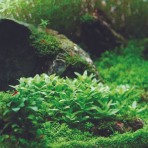 ستاوروجين ريبنز – staurogyne repens