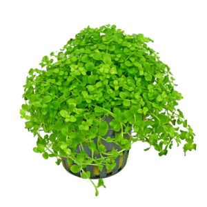 مونت كارلو – monte carlo مونت كارلو – monte carlo