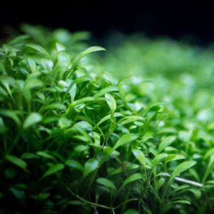 جلوستيجما – glossostigma elatinoides