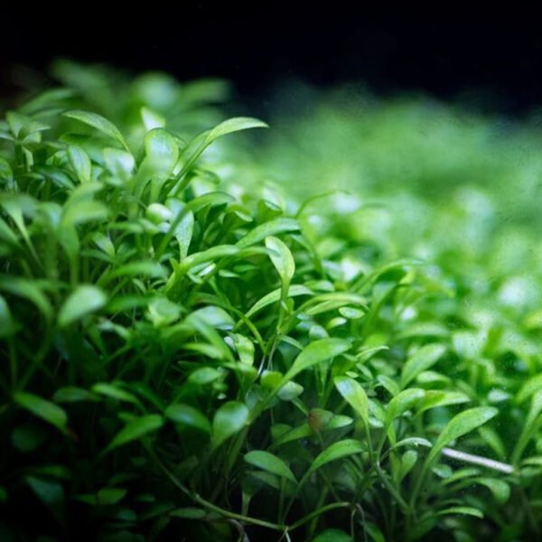 جلوستيجما – glossostigma elatinoides جلوستيجما – glossostigma elatinoides