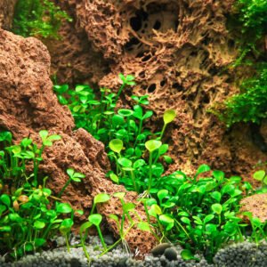 جلوستيجما – glossostigma elatinoides (نسخة)