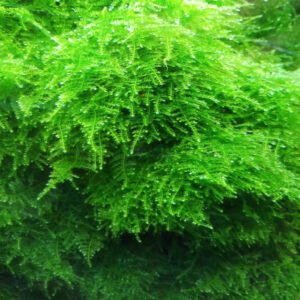 كريسماس موس – christmas moss