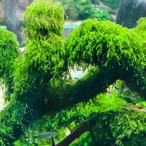 ويبينج موس – weeping