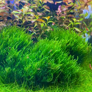 فليم موس – flame moss