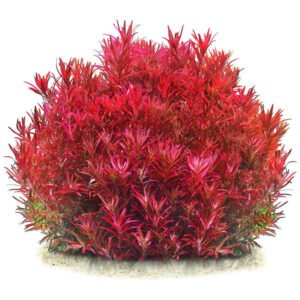 روتالا sg بلود رِد – rotala “ sg blood red ”