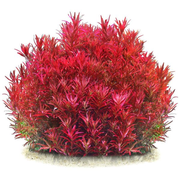 روتالا sg بلود رِد – rotala “ sg blood red ”